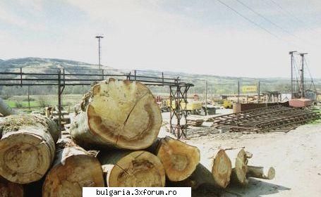 firma georg royer gmbh 100 de muncitori forestieri şi 100 de operatori de macarale cei care vor