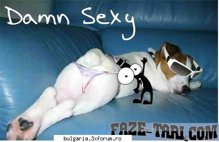 sexy dog faza zilei 03.02.2010