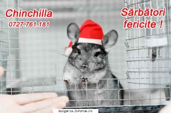 vand chinchila - Chinchilla, un cadou pentru cei dragi(gri-100 - Vanzari diverse
